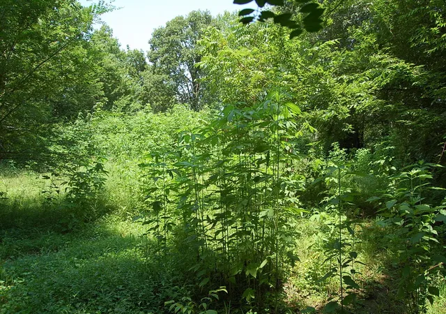 31st image of 532 Pickett Road, Signal Mountain, TN 37377 | MLS# 3309486