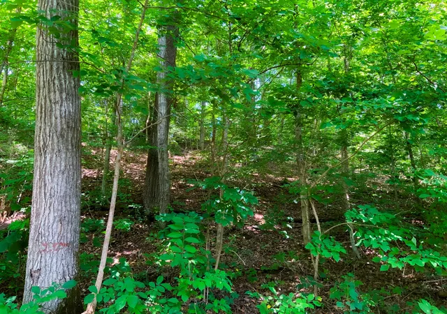 Photo 3 of Land for sale at 0 Deadwood Dr, Dover, TN 37058 | MLS# 3311463 | Listing updated on 2026-07-28