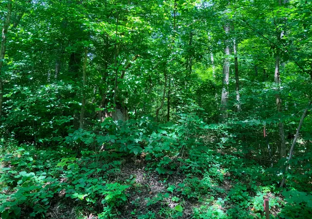 Photo 4 of Land for sale at 0 Deadwood Dr, Dover, TN 37058 | MLS# 3311463 | Listing updated on 2026-07-28