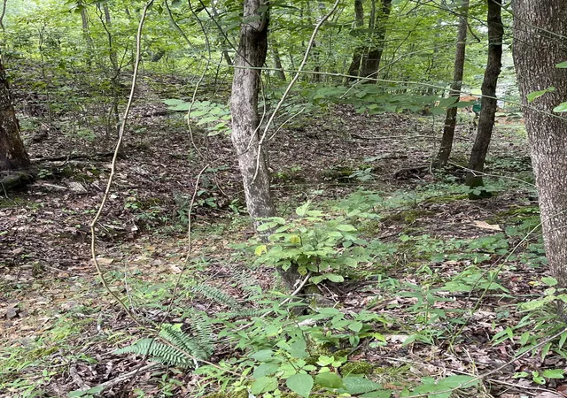 Photo 4 of Land for sale at 0 Brownfield Rd, Dover, TN 37058 | MLS# 3314629 | Listing updated on 2026-07-31