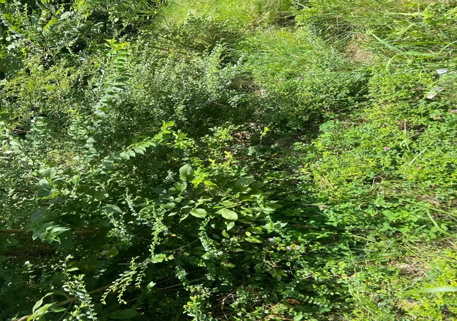 Photo 3 of Land for sale at 45 Ramsey Rd, Lebanon, TN 37087 | MLS# 3320542 | Listing updated on 2026-09-19