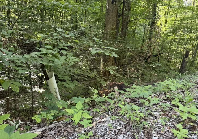 2nd image of 0 Roy Thompson, Mount Pleasant, TN 38474 | MLS# 3320078