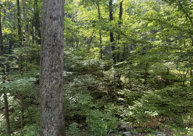7th image of 0 Roy Thompson, Mount Pleasant, TN 38474 | MLS# 3320078