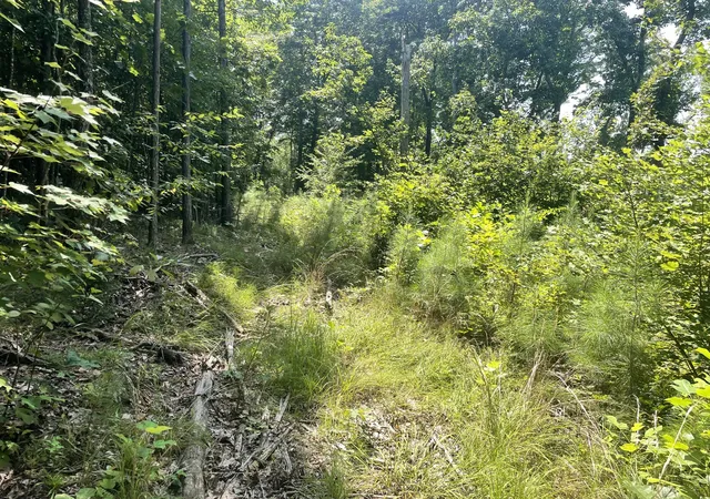 18th image of 0 Tall Woods Ln, Spencer, TN 38585 | MLS# 3321975