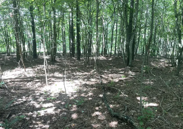 5th image of 0 Tall Woods Ln, Spencer, TN 38585 | MLS# 3321975