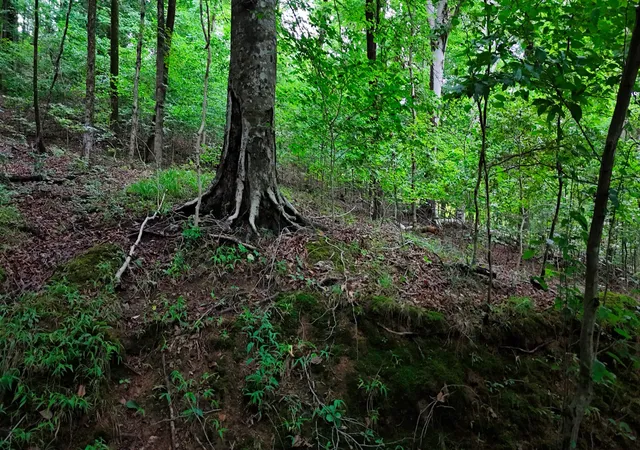 1st image of 4 Cedar Hill Rd, White Bluff, TN 37187 | MLS# 3322461