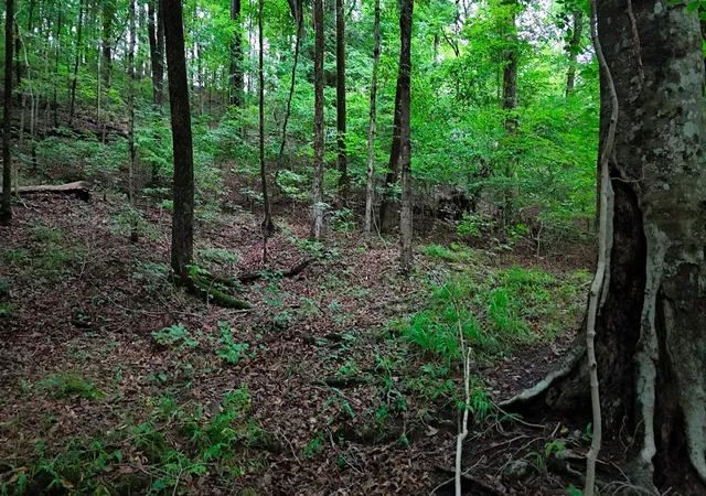 3rd image of 4 Cedar Hill Rd, White Bluff, TN 37187 | MLS# 3322461