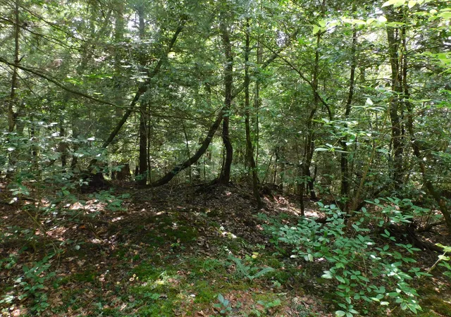 2nd image of 0 Old Hwy 56, Coalmont, TN 37313 | MLS# 3333848
