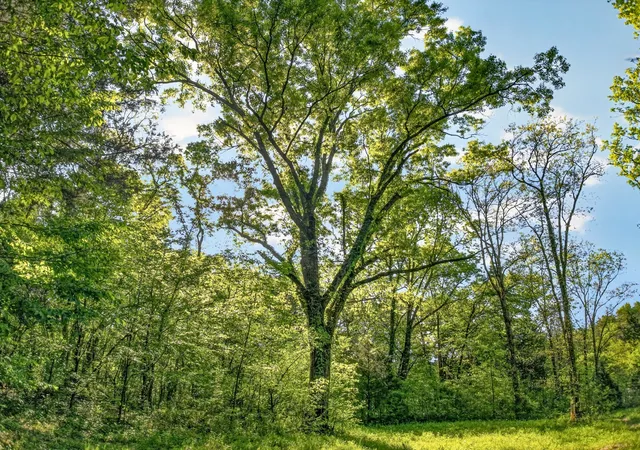 5th image of 475 Old Elkton Pike, Fayetteville, TN 37334 | MLS# 3500872