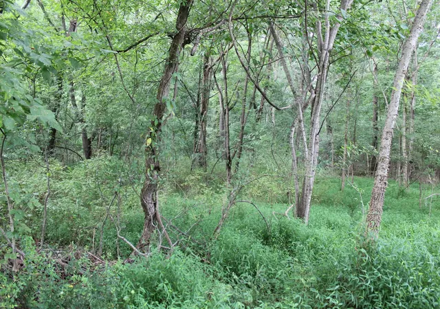 3rd image of 0 Wren Avenue, Camden, TN 38320 | MLS# 3335293