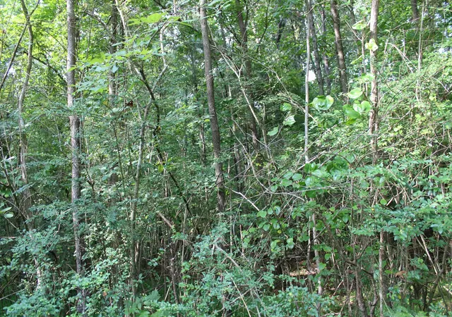 5th image of 0 Wren Avenue, Camden, TN 38320 | MLS# 3335293