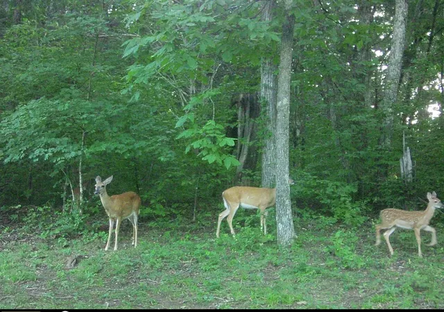 38th image of 475 Mccord Hollow Rd, Hohenwald, TN 38462 | MLS# 3501500