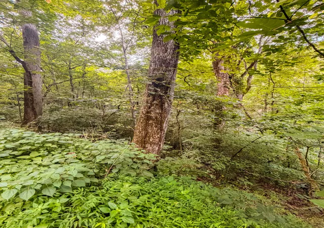 Photo 3 of Land for sale at 0 Holiday Hvn Rd, Smithville, TN 37166 | MLS# 3500895 | Listing updated on 2026-08-08