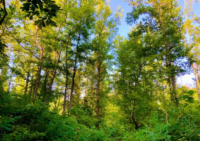 Photo 1 of Land for sale at 0 Copper Springs Rd, Springville, TN 38256 | MLS# 3501034 | Listing updated on 2026-08-23
