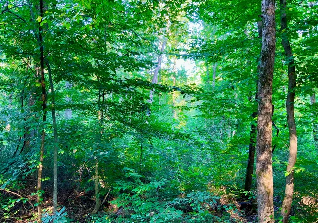 Photo 2 of Land for sale at 0 Copper Springs Rd, Springville, TN 38256 | MLS# 3501034 | Listing updated on 2026-08-23