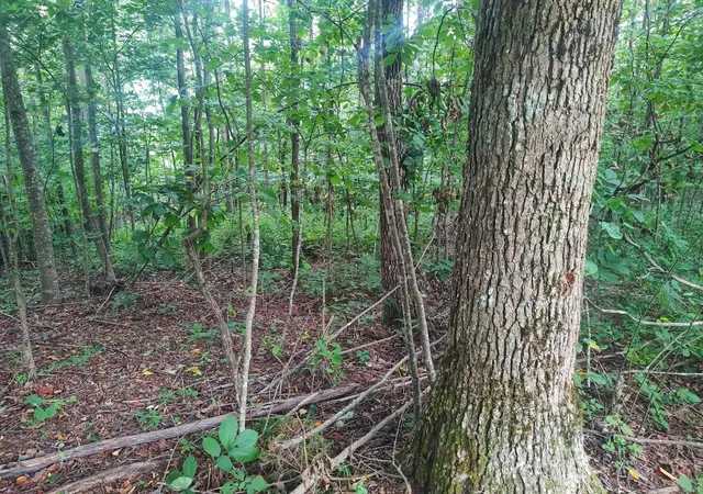Photo 4 of Land for sale at 185 Raccoon Ridge, Spring City, TN 37381 | MLS# 3501227 | Listing updated on 2026-09-13