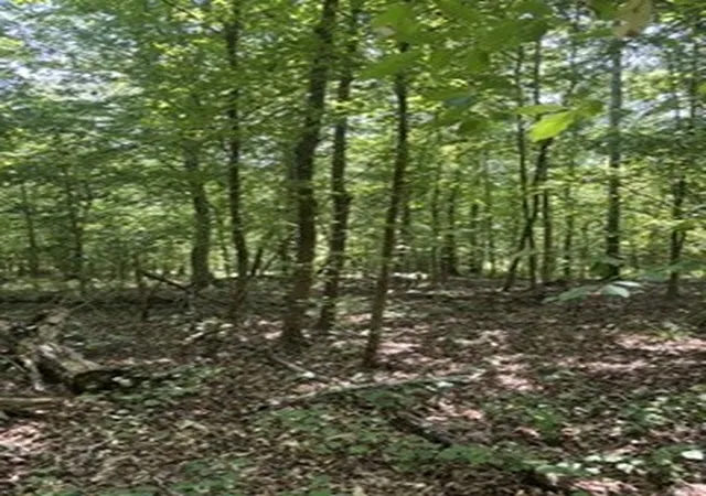 22nd image of 0 Old Union Church Road, Holladay, TN 38341 | MLS# 3505845