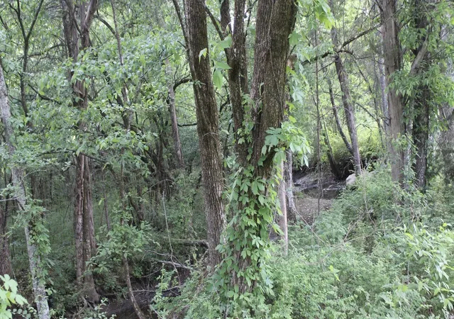 5th image of 0 Midland Fosterville Rd, Bell Buckle, TN 37020 | MLS# 3515165