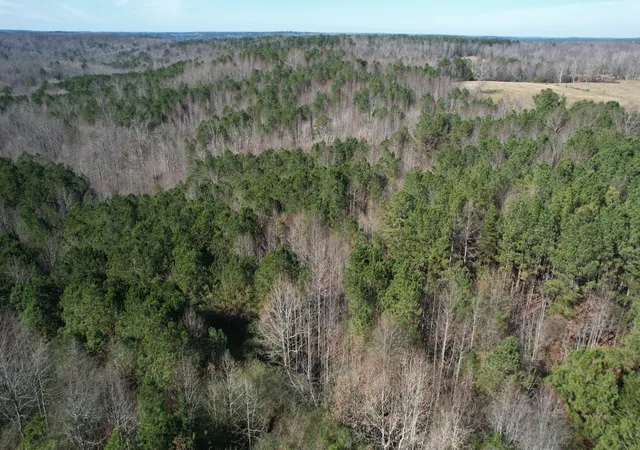 Photo 2 of Land for sale at 0 County Rd 41, Addison, AL 35540 | MLS# 3506539 | Listing updated on 2026-08-11
