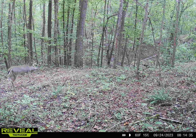 25th image of 0 Finch Rd, Gleason, TN 38229 | MLS# 3510653
