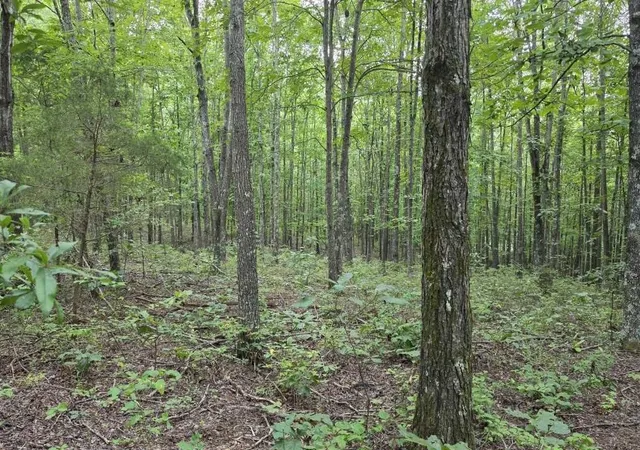4th image of 0 N Old Military Rd, Summertown, TN 38483 | MLS# 3510209