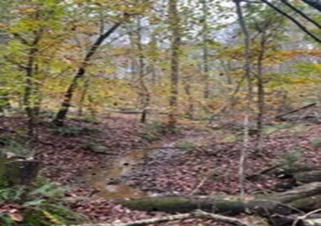 5th image of 1560 Tulu Rd, Michie, TN 38357 | MLS# 3510557