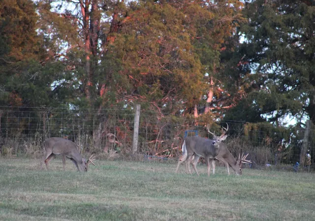 47th image of 480 William Whitworth Rd, Pulaski, TN 38478 | MLS# 3511064