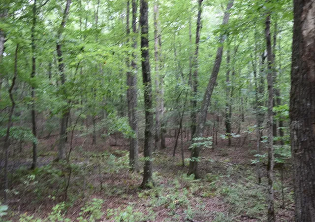 5th image of 0 Deep Woods Road, Sewanee, TN 37375 | MLS# 3512665