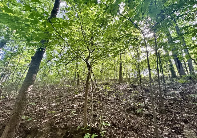 Photo 3 of Land for sale at 0 Paradise Dr, Waterloo, AL 35677 | MLS# 3513693 | Listing updated on 2026-08-31