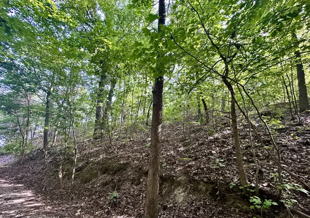 Photo 4 of Land for sale at 0 Paradise Dr, Waterloo, AL 35677 | MLS# 3513693 | Listing updated on 2026-08-31