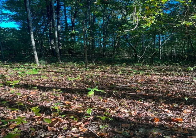 Photo 1 of Land for sale at 196 Woodstock Dr, Rutledge, TN 37861 | MLS# 3518780 | Listing updated on 2026-08-20