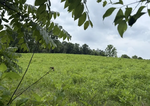 2nd image of 0 Gladdice Road, Pleasant Shade, TN 37145 | MLS# 3519037