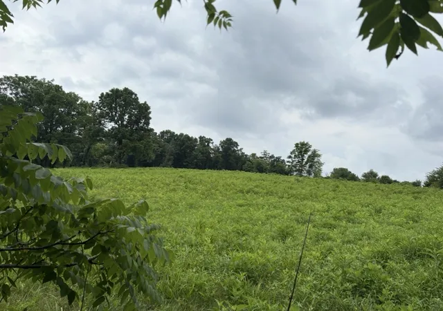 3rd image of 0 Gladdice Road, Pleasant Shade, TN 37145 | MLS# 3519037