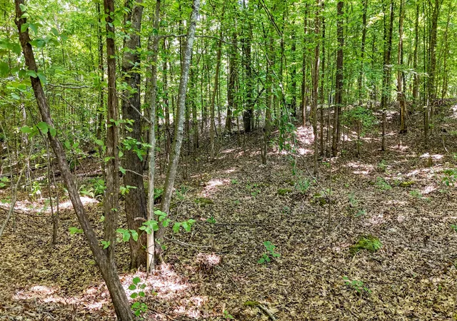 16th image of 0 Eighteen Loop, Toone, TN 38381 | MLS# 3521147