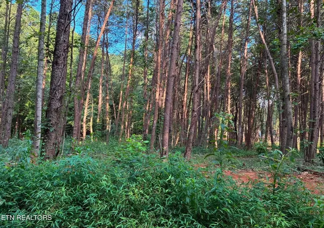 2nd image of 100 County Road 262, Niota, TN 37826 | MLS# 3520622