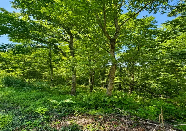Photo 1 of Land for sale at 0 Harbor Pointe Lane, Smithville, TN 37166 | MLS# 3525707 | Listing updated on 2026-08-25