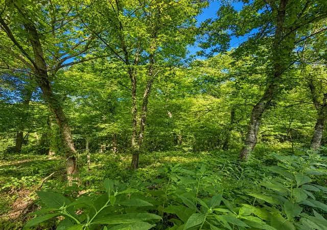 Photo 2 of Land for sale at 0 Harbor Pointe Lane, Smithville, TN 37166 | MLS# 3525707 | Listing updated on 2026-08-25