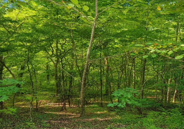Photo 1 of Sale Pending at 0 Shoreside Dr, Smithville, TN 37166 | MLS# 3525700 | Listing updated on 2026-09-27