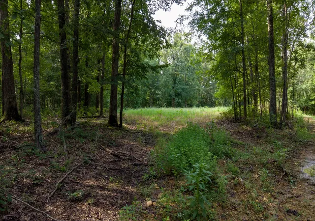 Photo 2 of Land for sale at 0 Hwy 230, Waverly, TN 37185 | MLS# 3521053 | Listing updated on 2026-09-06