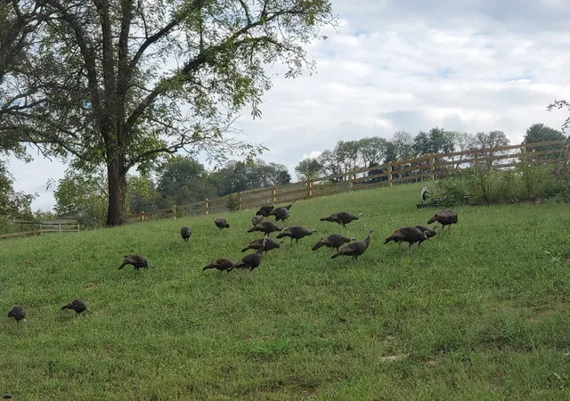 53rd image of 1478 Marble Hill Rd, Winchester, TN 37398 | MLS# 3524717