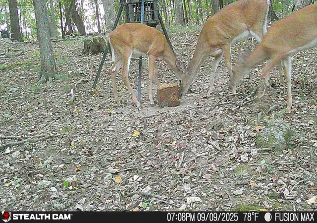Photo 3 of Land for sale at 0 Dog Branch Rd, Mount Pleasant, TN 38474 | MLS# 3525775 | Listing updated on 2026-10-24