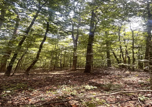Photo 3 of Land for sale at 0 Hazel, Centerville, TN 37033 | MLS# 3527115 | Listing updated on 2026-09-22