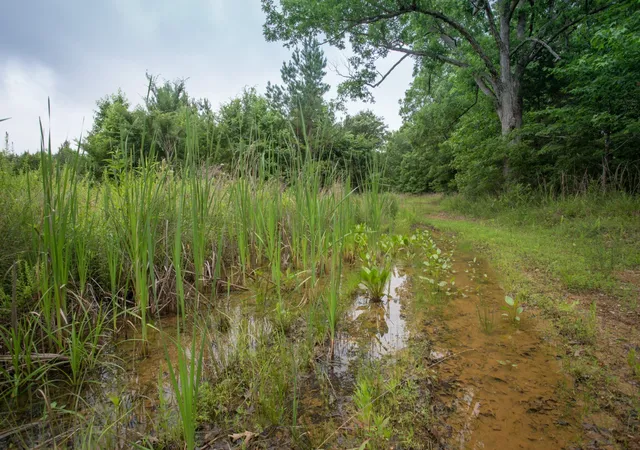 Photo 3 of Land for sale at 115 Baudy James Road, Cedar Grove, TN 38321 | MLS# 3527563 | Listing updated on 2026-08-27
