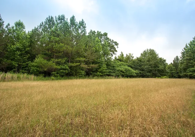 Photo 4 of Land for sale at 115 Baudy James Road, Cedar Grove, TN 38321 | MLS# 3527563 | Listing updated on 2026-08-27