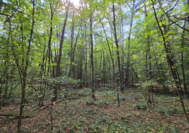 Photo 4 of Land for sale at 0 Northcutts Cvs Rd, Beersheba Springs, TN 37305 | MLS# 3533624 | Listing updated on 2026-09-03