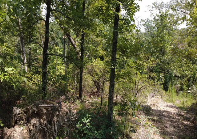 Photo 4 of Land for sale at 0 Hogg Hl Rd, Lobelville, TN 37097 | MLS# 3541375 | Listing updated on 2026-09-04