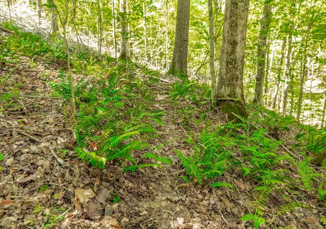 Photo 3 of Land for sale at 0 Spring Holw Rd, Lafayette, TN 37083 | MLS# 3592088 | Listing updated on 2026-10-07