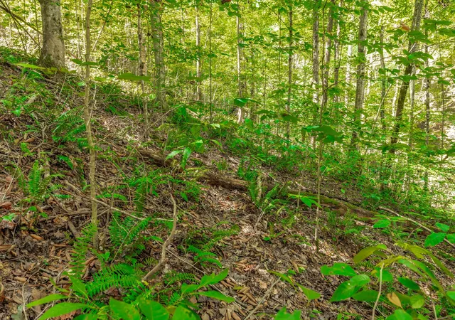 Photo 3 of Land for sale at 0 Spring Holw Rd, Lafayette, TN 37083 | MLS# 3592088 | Listing updated on 2026-10-07