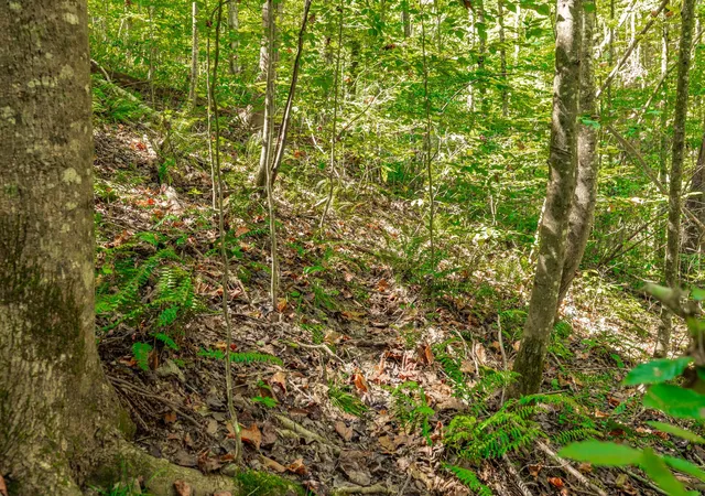 Photo 4 of Land for sale at 0 Spring Holw Rd, Lafayette, TN 37083 | MLS# 3592088 | Listing updated on 2026-10-07