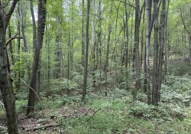 Photo 3 of House for sale at 0 Brush Crk Rd, Lawrenceburg, TN 38464 | MLS# 3592374 | Listing updated on 2026-09-18